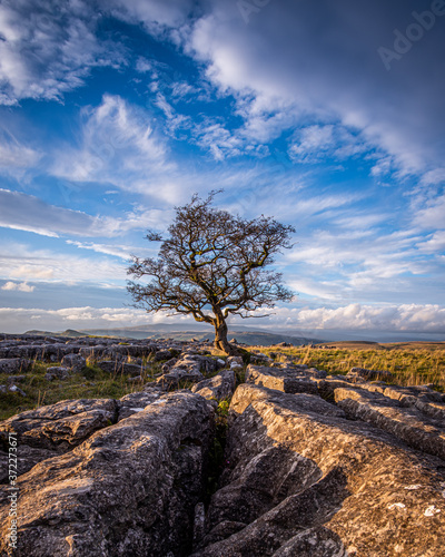 Last light at the lone tree at Winskill Stones in Yorkshire Dales photo