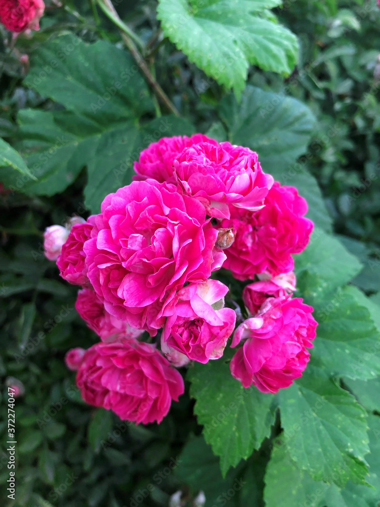 Pink flowers blossom in a bush - unfolded rose buds close-up. Summer plant bloom. Mobile photo