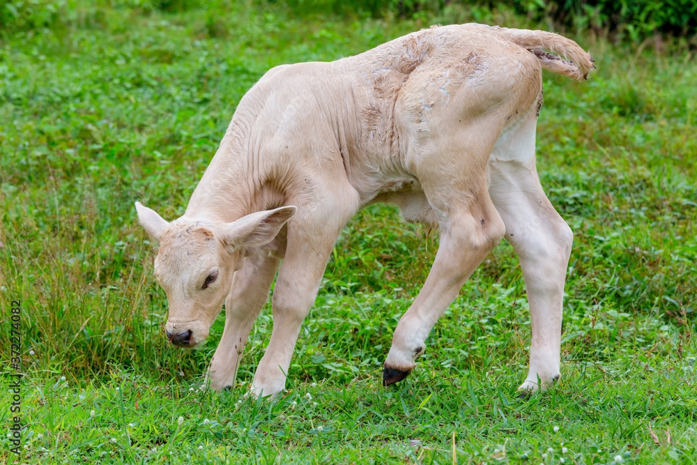 Calf live in garden