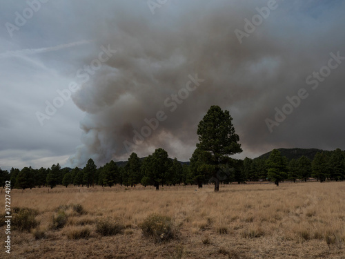 Smoke rising from a small forest fire