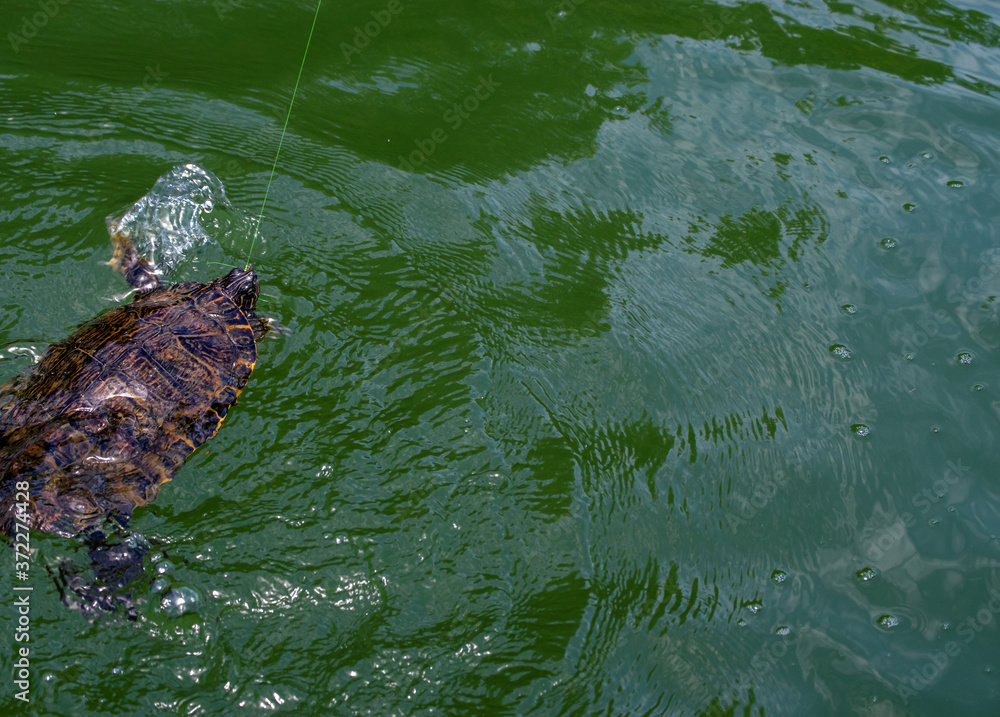 Flailing its legs frantically, water splashes and swirles as this ...