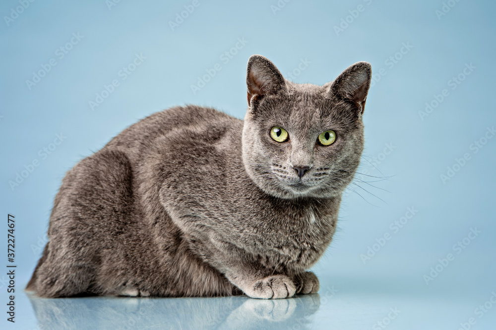 studio portrait of a cat