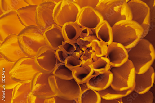 Close-up of a rose dahlia flower in a garden