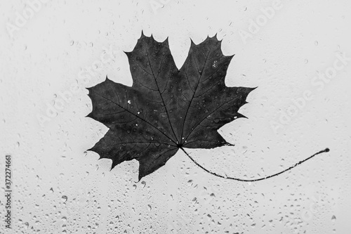 Autumn maple leaf close-up on the wet glass of the window against the background of the sky. Rain outside the window on an autumn day.