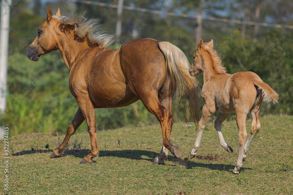 Fototapeta premium Potro Quarto de Milha