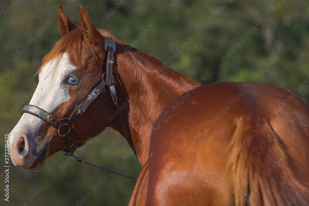 Fototapeta premium Potro Quarto de Milha