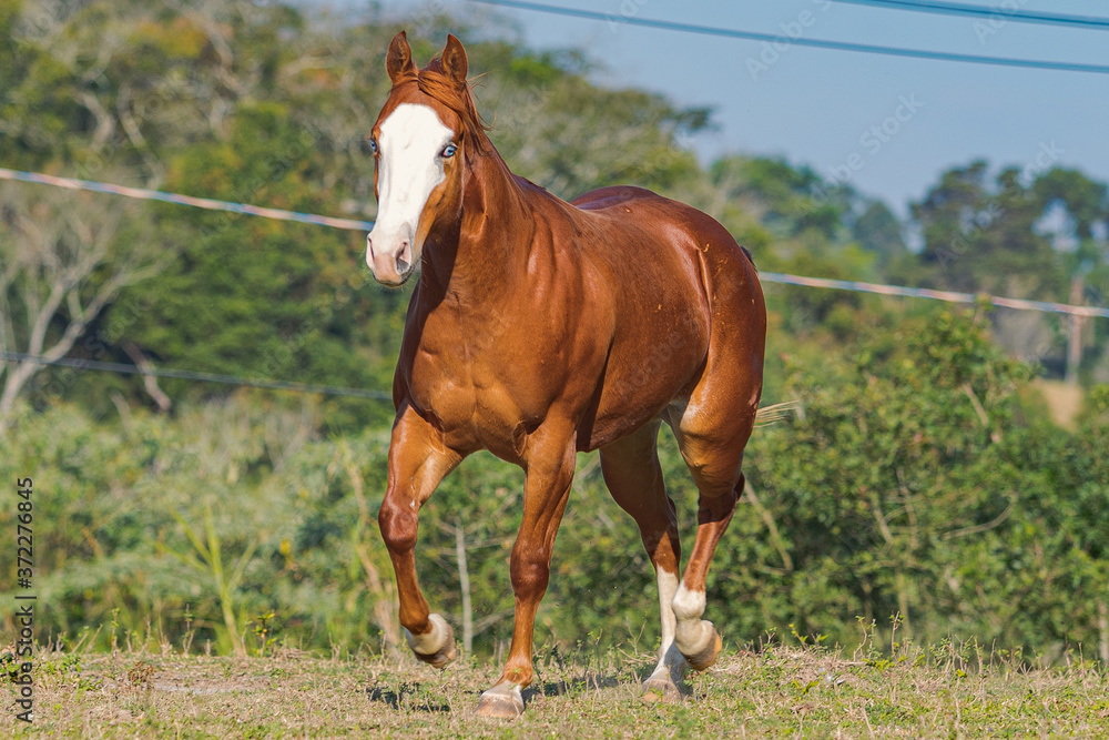 Fototapeta premium Quarter Horse Źrebię