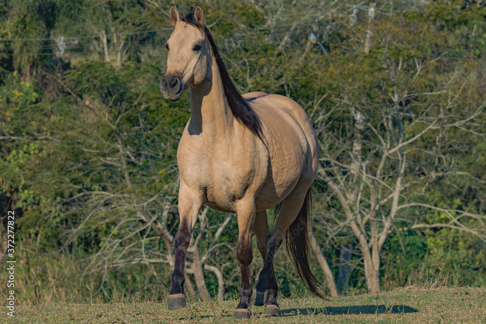 Fototapeta premium Potro Quarto de Milha