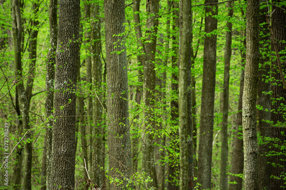 Dense forest with green leaves, many tree trunks Dense forest with green leaves, many tree trunks