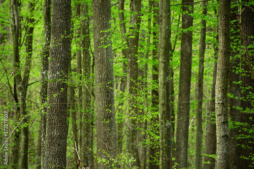 Dense forest with green leaves, many tree trunks