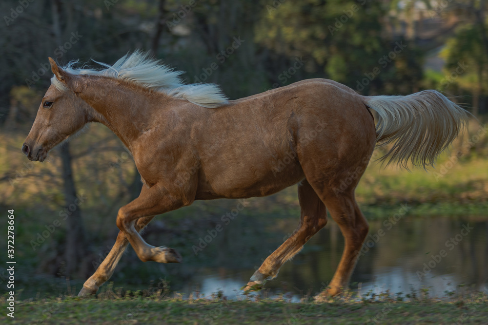 Fototapeta premium Potro Quarto de Milha