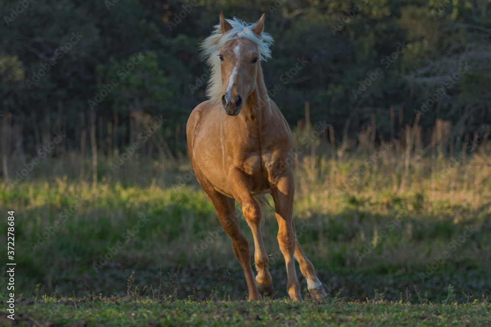 Fototapeta premium Potro Quarto de Milha