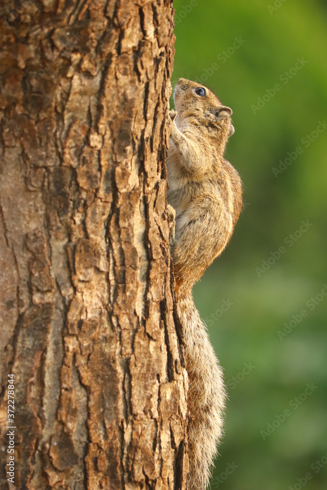 squirrel on tree squirrel on tree
