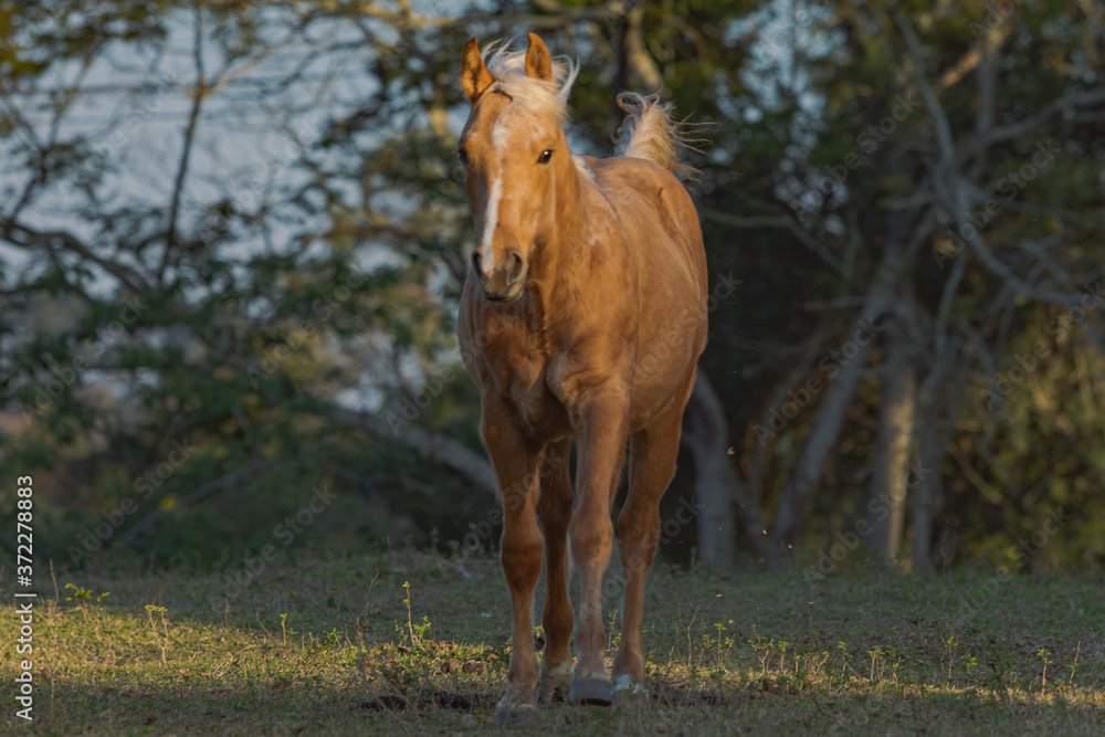 Fototapeta premium Potro Quarto de Milha