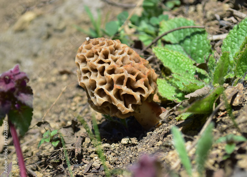 Morel mushroom (Morchella esculenta)