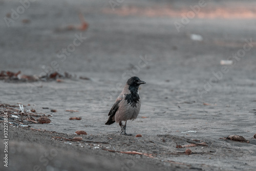 hooded Crow photo