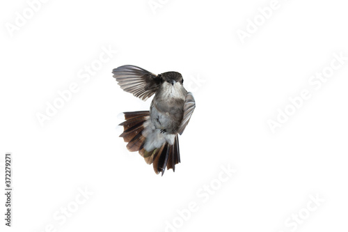 Female Anna's hummingbird looking at the camera with wings forward in flight on a white background
