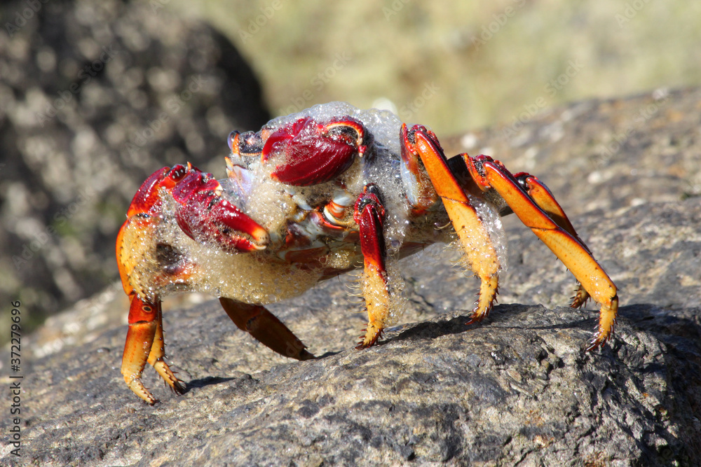 rote_Klippenkrabbe