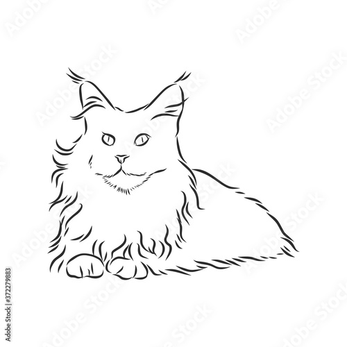 Maine coon cat portrait. Hand drawn vector illustration. Can be used separately from your design.