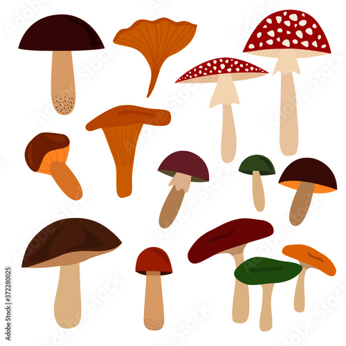 Set of 14 vector mushrooms isolated on white background. Amanita, russula, chanterelle, boletus, orange-cap boletus, agaric. Autumn fall elements.
