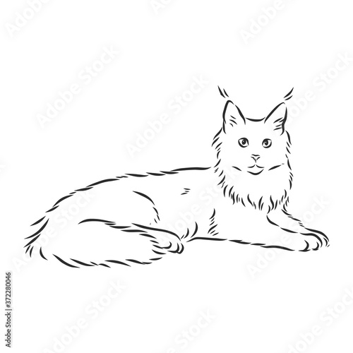 Maine coon cat portrait. Hand drawn vector illustration. Can be used separately from your design.