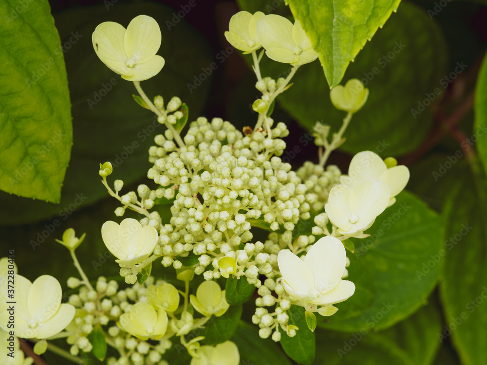 Hydrangea paniculata | Hortensia paniculé, arbuste rameux et gracieux aux panicules de petit bourgeons non éclos entourées de grandes fleurs blanches stériles