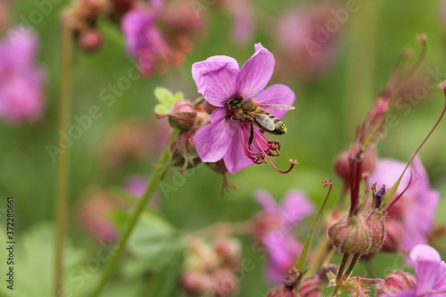 Blooming pink Geranium macrorrhizum and bee