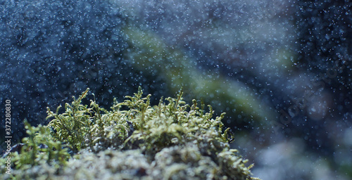 Green moss with bolls under raindrops, macro photography of microplants, natural concept © morelena