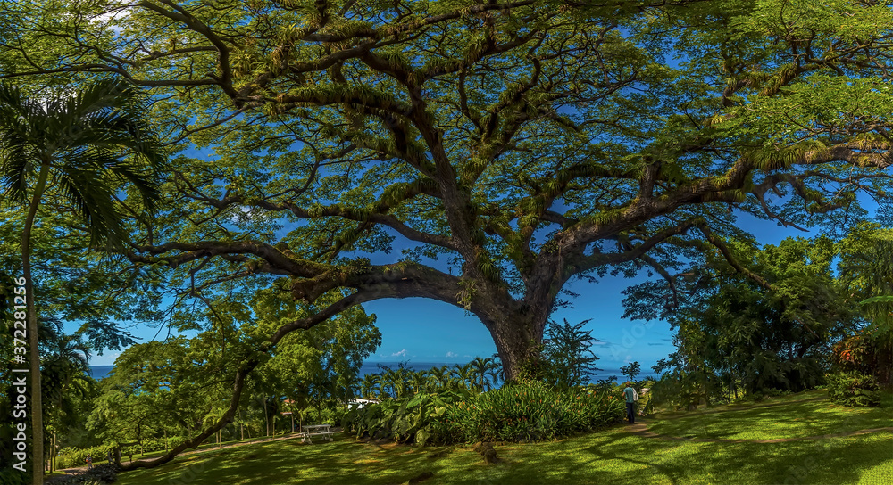 A view of a four-hundred-year-old Saman tree in St Kitts
