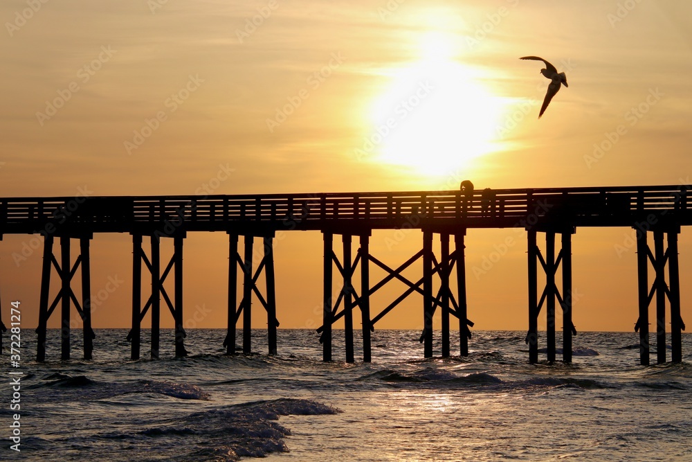 Fototapeta premium Sunset Seagull at Pier