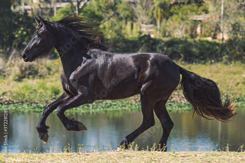 Friesian Horse