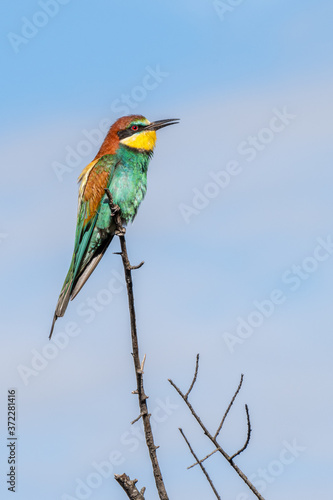 Abejaruco (Merops apiaster)