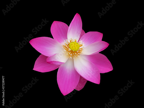 Blooming pink water lily flower isolated on black background.