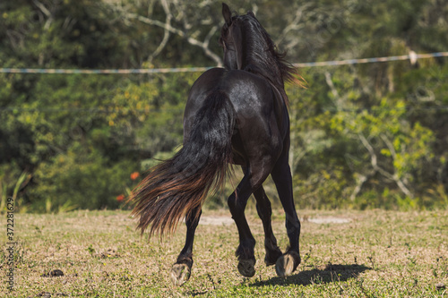 Friesian Horse