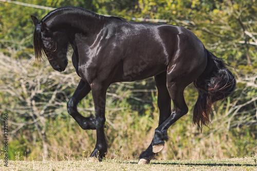 Friesian Horse