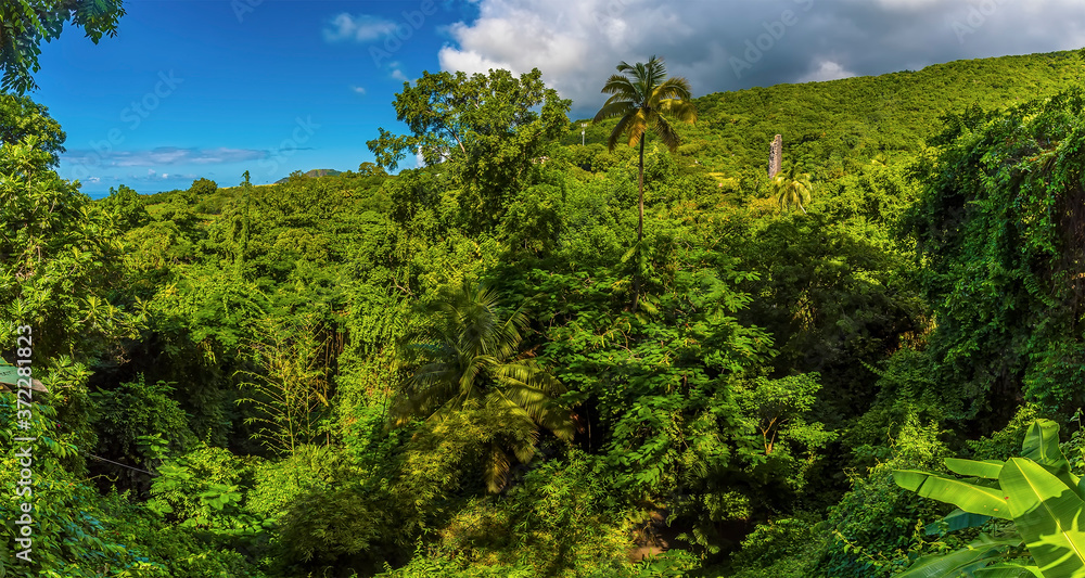 Fototapeta premium A panorama view across the rainforest in St Kitts