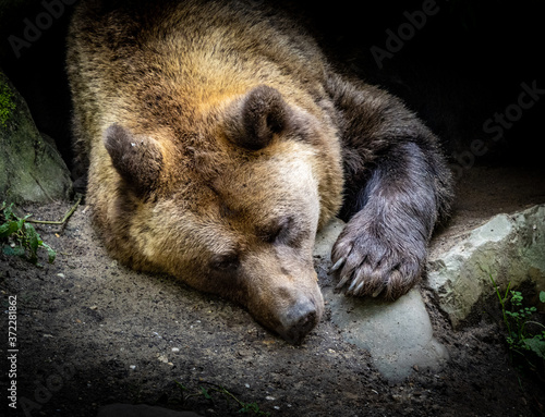 Sleeping big brown bear in the zoo