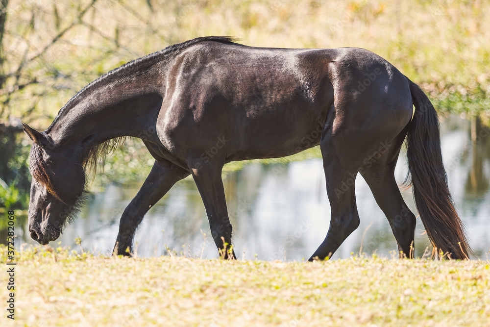 Fototapeta premium Friesian Horse