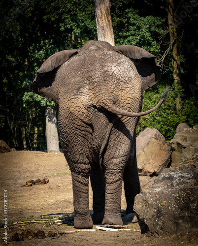Elephant butt view with tail and ears