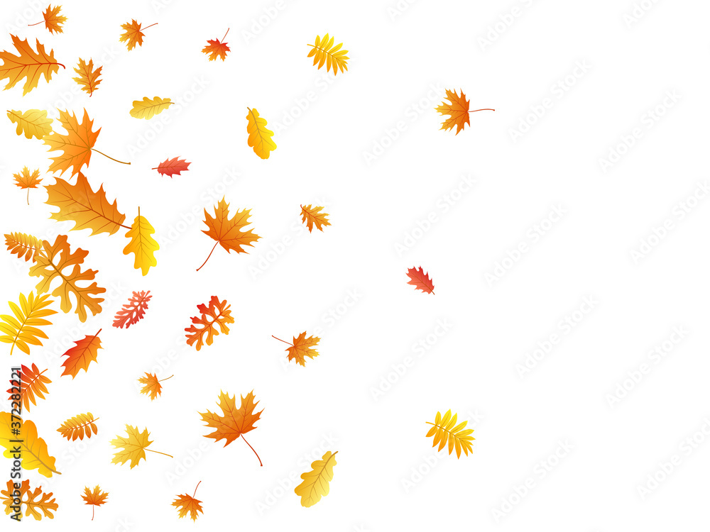 Oak, maple, wild ash rowan leaves vector, autumn foliage on white background. Oak, maple, wild ash rowan leaves vector, autumn foliage on white background.