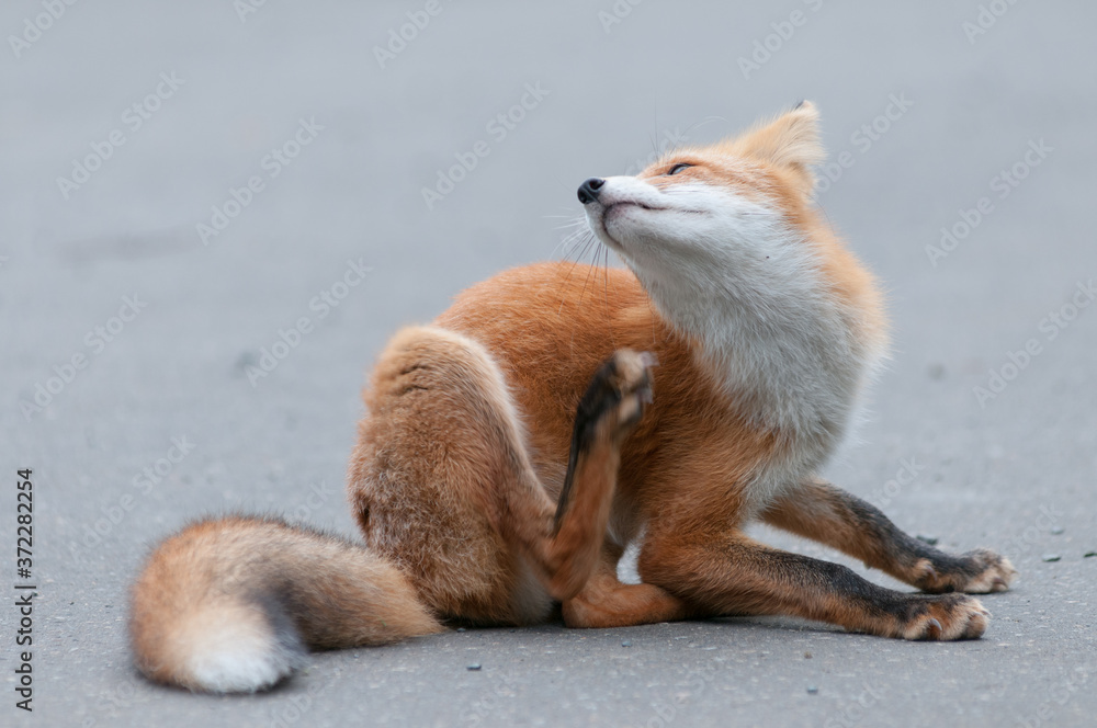 Fototapeta premium 北海道のキタキツネ