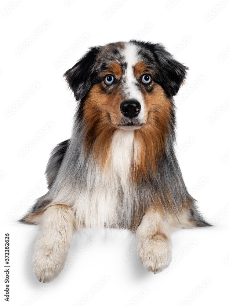 Gorgeous Australian Shepherd dog, laying down with front paws over edge. Looking towards camera with light blue eyes. Isolated on white background.