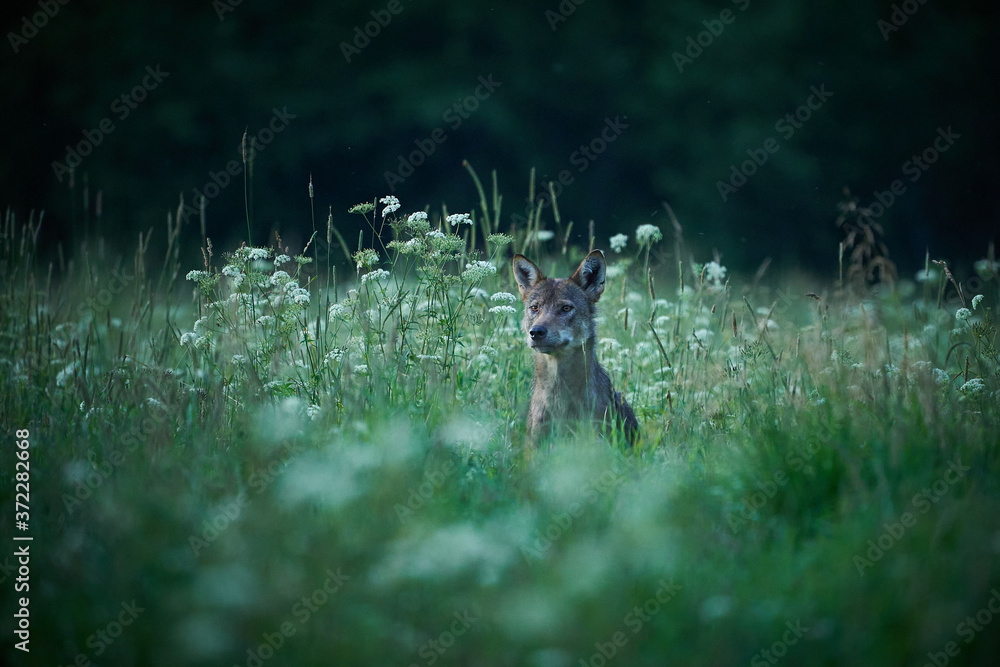 Wolf - Canis lupus  hidden in the meadow.