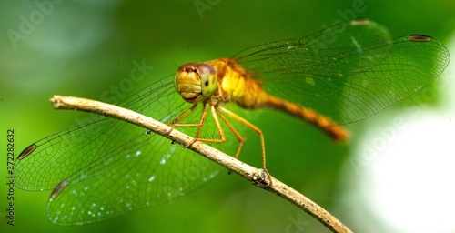 close up of a dragonfly © Dawn