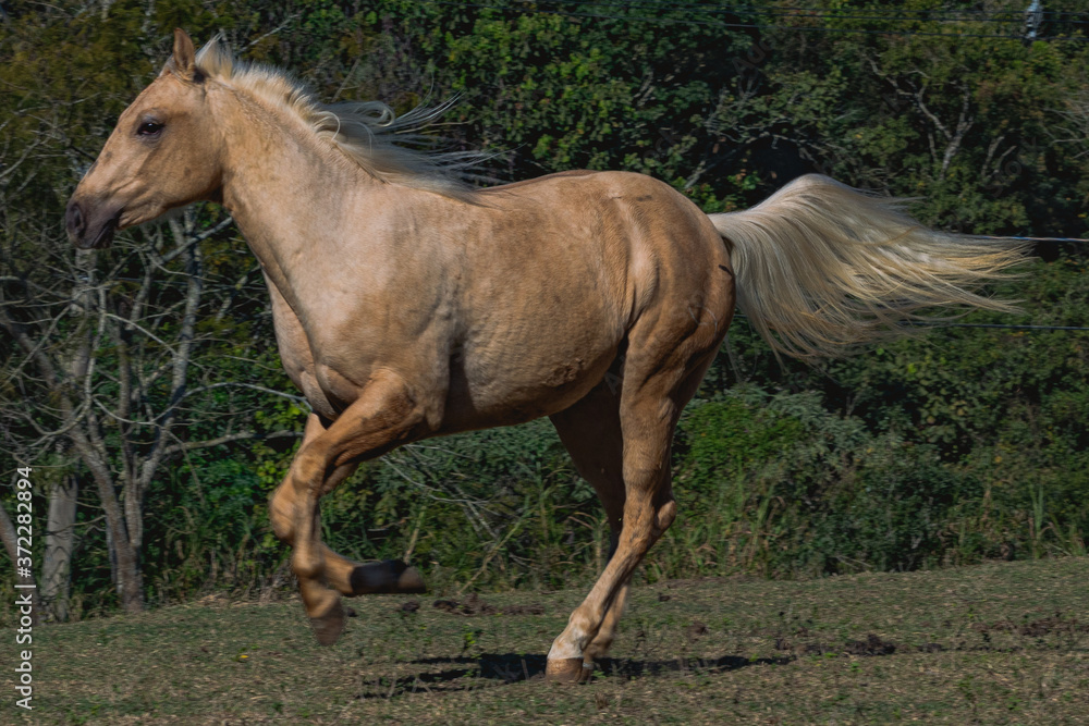 Obraz premium Potro Quarto de Milha