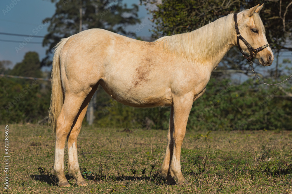 Fototapeta premium Potro Quarto de Milha