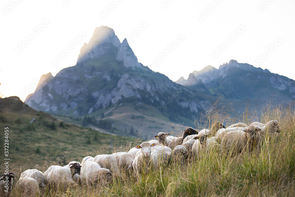High in the mountains shepherds graze cattle among the panorama of wild forests and fields of the Carpathians.