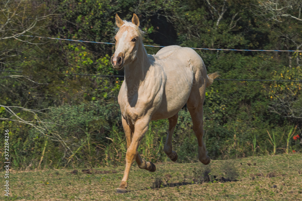 Fototapeta premium Potro Quarto de Milha