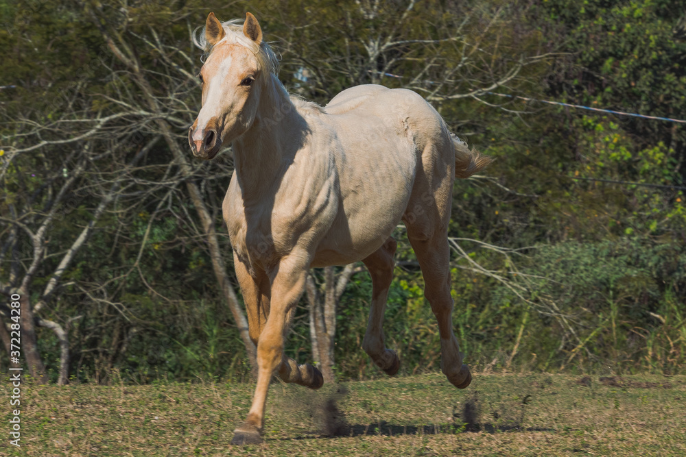 Obraz premium Potro Quarto de Milha