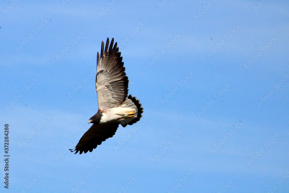 Obraz premium Gavião do Rabo Branco